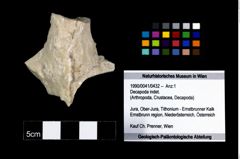 Foto (Objekt + Etikett) von Decapoda indet.  (NHMW-GEO-1990-0041-0432)